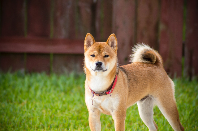 beste online hondentrainingslessen voor Akitas