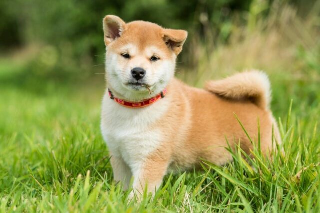 Beste online hondentrainingslessen voor Shiba Inus