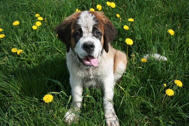 Beste online hondentrainingslessen voor Sint Bernards