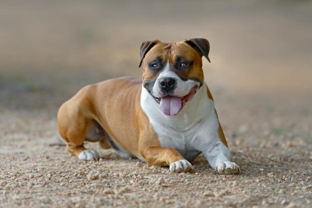 Beste droge hondenvoer voor Amerikaanse Staffordshire Terriers