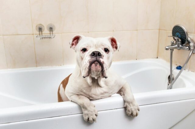 Beste badkuip voor Bulldogs