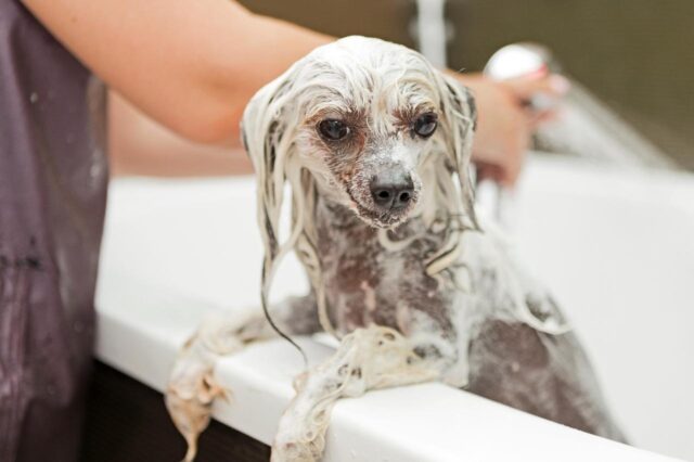 Beste badkuip voor Chinese naakthonden