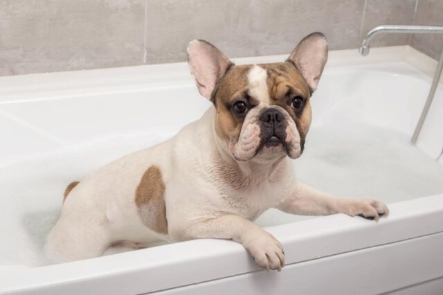 Beste badkuip voor Franse Bulldoggen