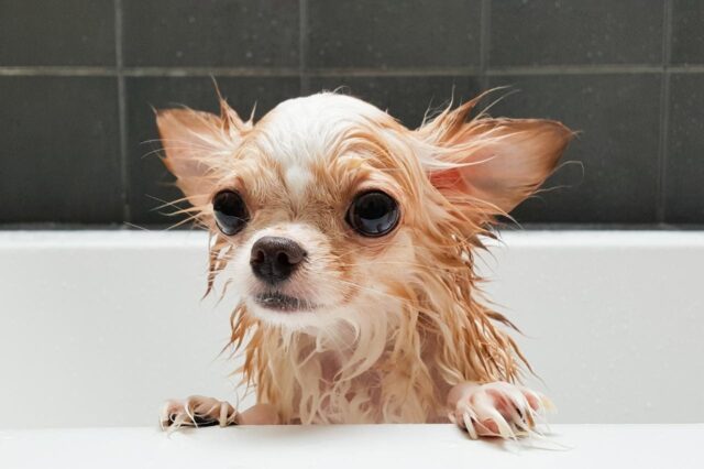 Beste badkuip voor Chihuahua's