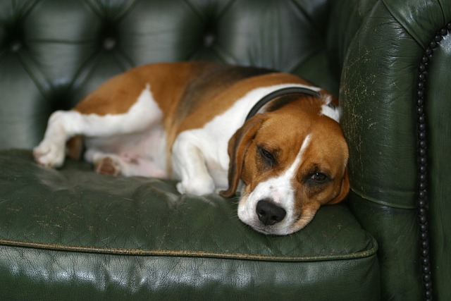 De beste bedden voor senior beagles