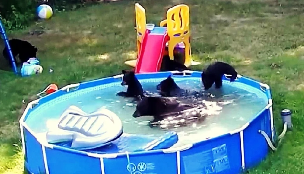 Familie was klaar om hun zwembad te gebruiken, maar ontdekte dat het 'al bezet' was