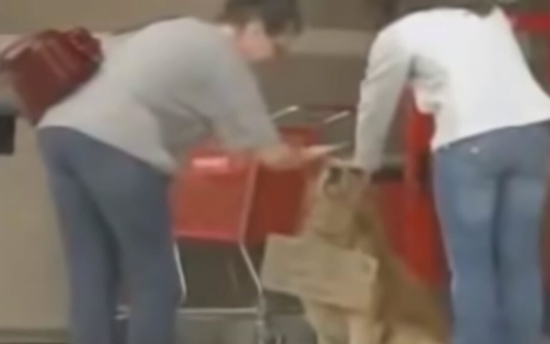 Hond ‘gespot’ buiten winkel helemaal alleen met bord om zijn nek