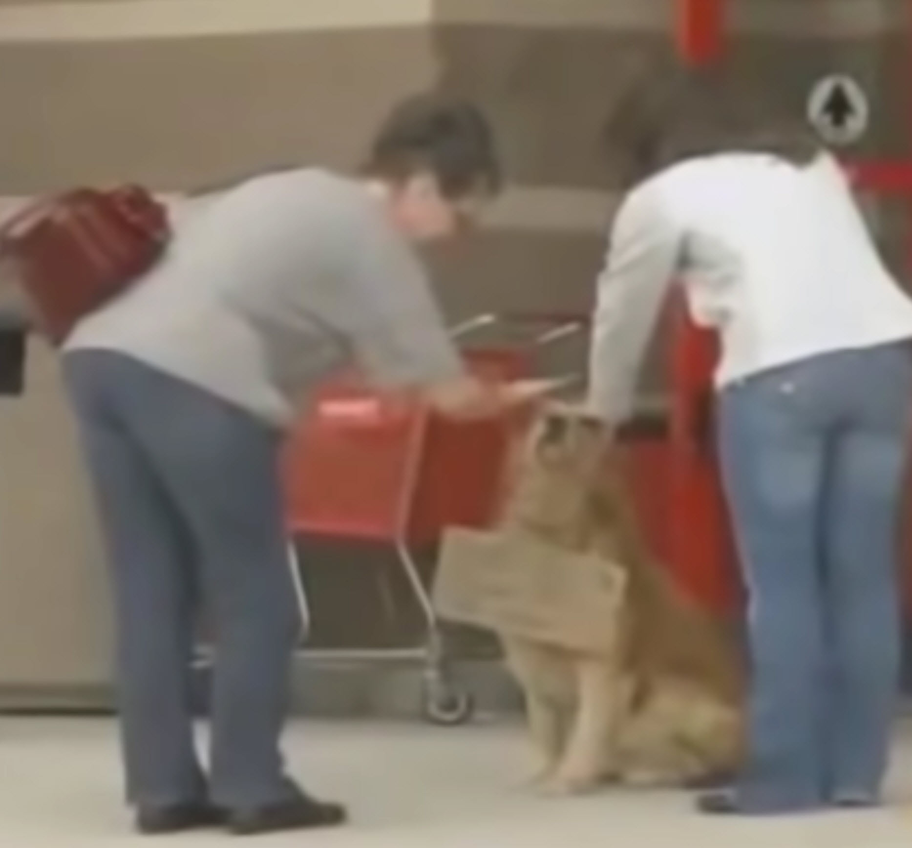 Hond helemaal alleen buiten winkel gespot, met een bord om zijn nek