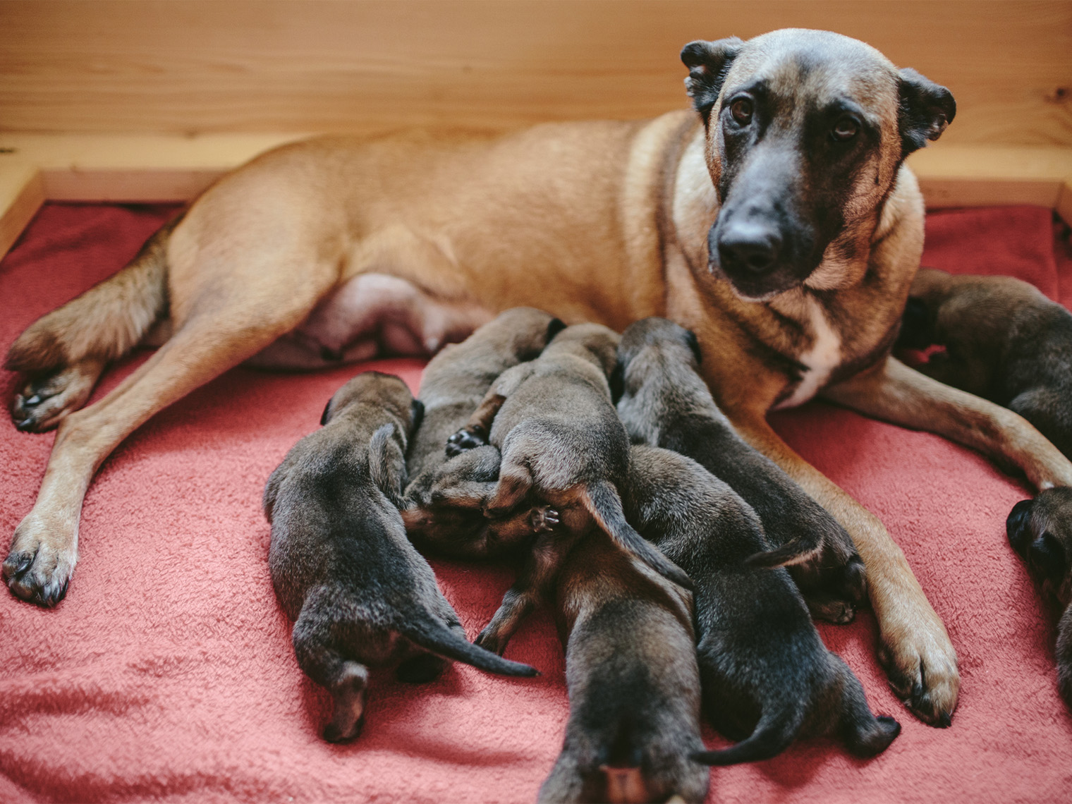 zwangere hond met haar puppy's in werpkist
