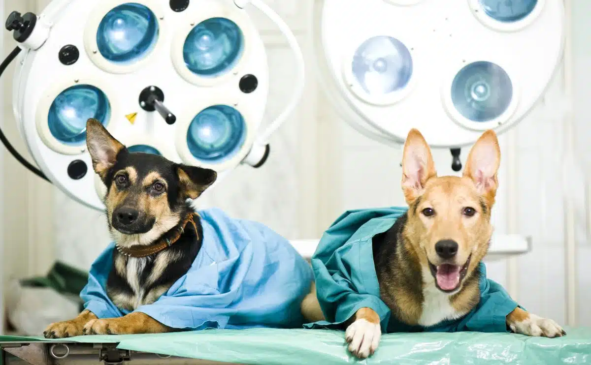 twee honden bij de dierenarts op de onderzoekstafel met labjassen liggend
