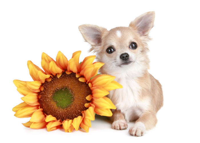 kunnen honden zonnebloemen eten