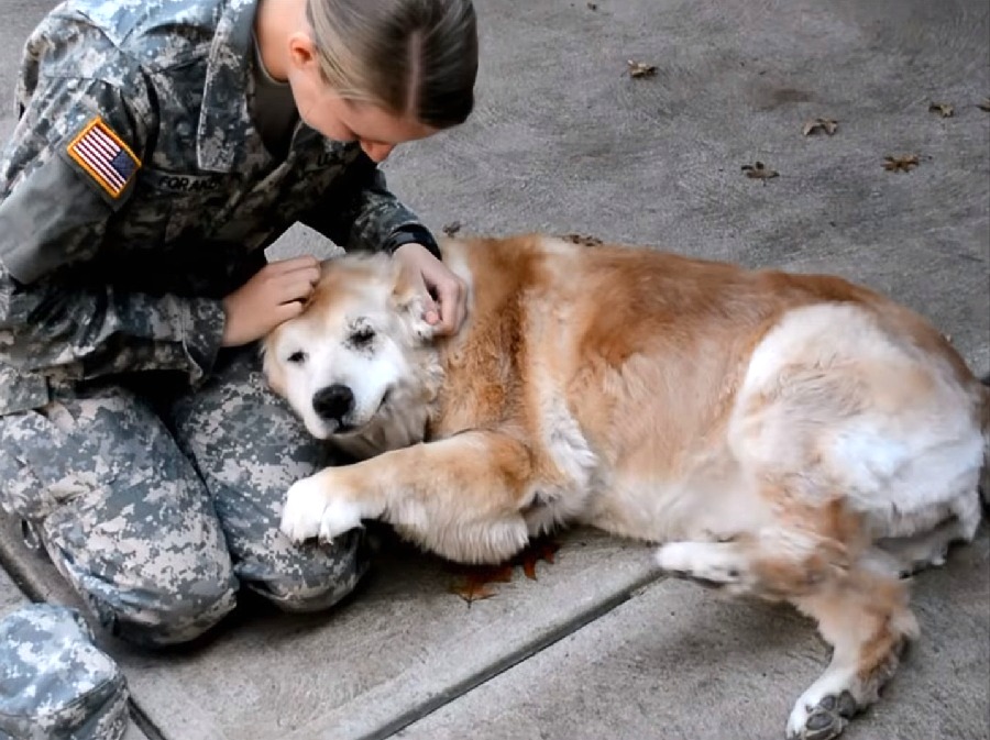 Oude hond begint te huilen wanneer ze haar beste vriend ziet terugkeren uit het leger