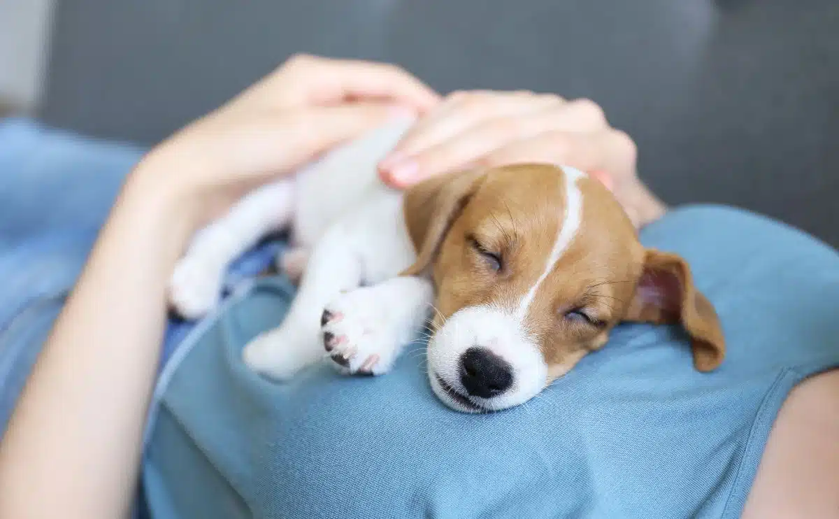 puppy ademt snel tijdens het slapen op de borst van mensen