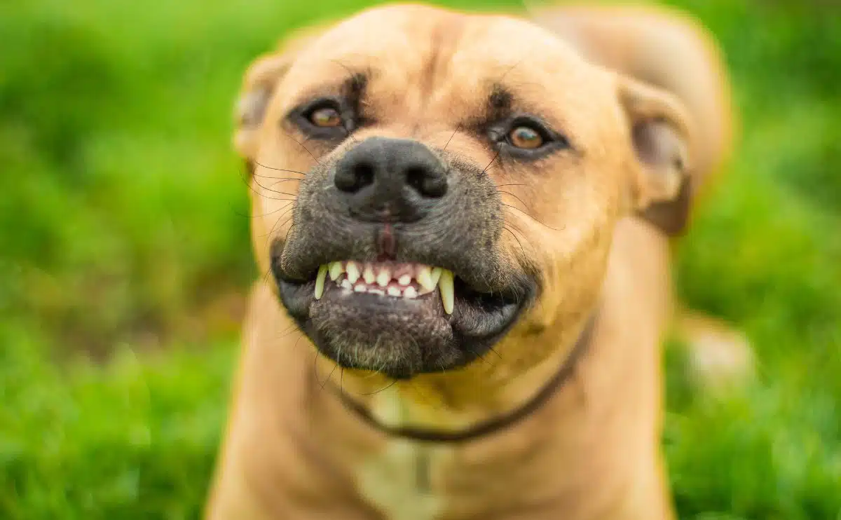 Tandenknarsende hond kijkt naar camera buiten in het gras