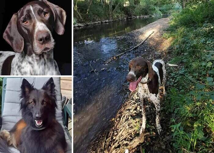 4 honden stierven in Franse Canicross-race als gevolg van vergiftigde gehaktballen