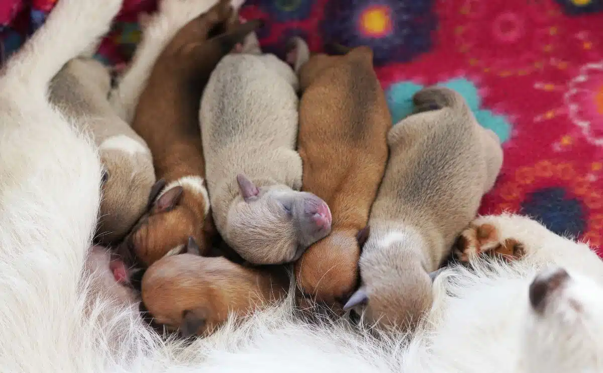 Nest puppy's met hun ogen dicht