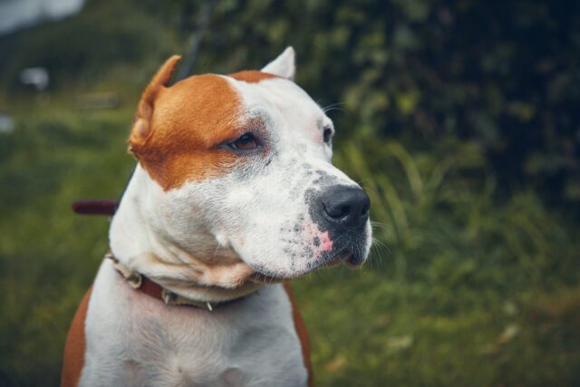 beste oogsupplementen voor Amerikaanse Staffordshire Terriers