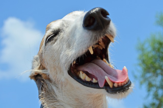 11 Beste Greyhound Dental Chews