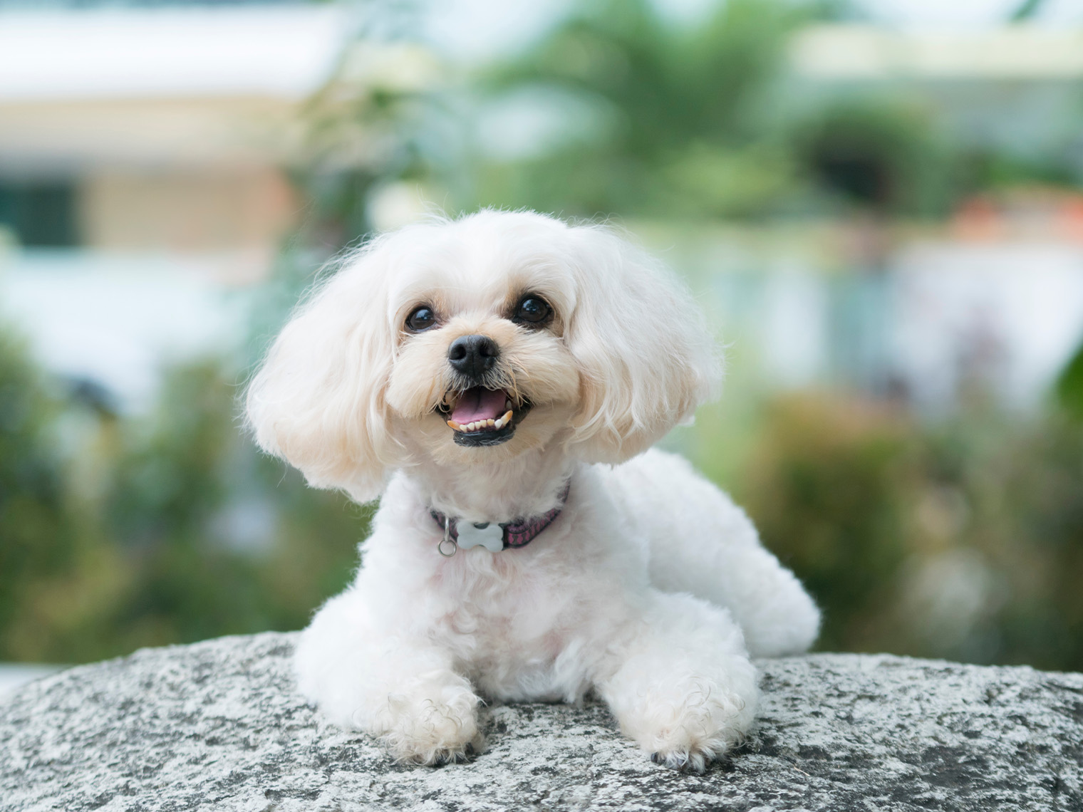 schattige shihpoo hond met teddybeer krullen glimlacht op rots