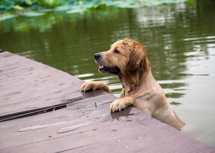 hond zwemmen in een meer