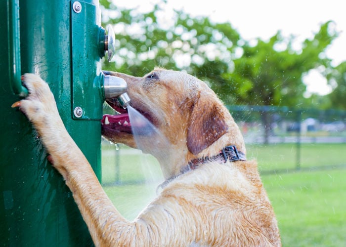 hond drinken uit waterdispenser