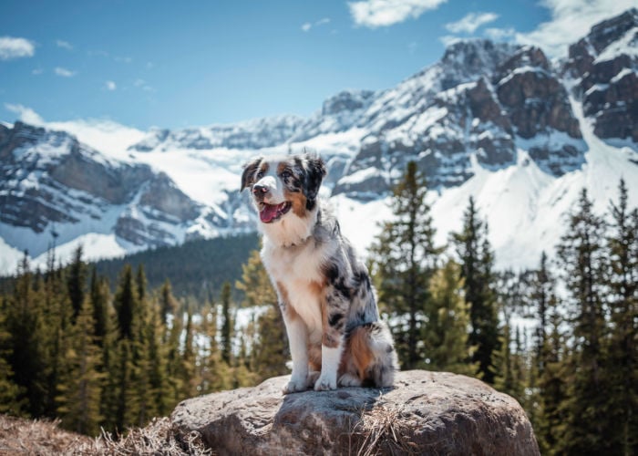 hond in het glacier national park in de VS