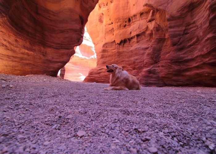 Een hond in het Grand Canyon National Park