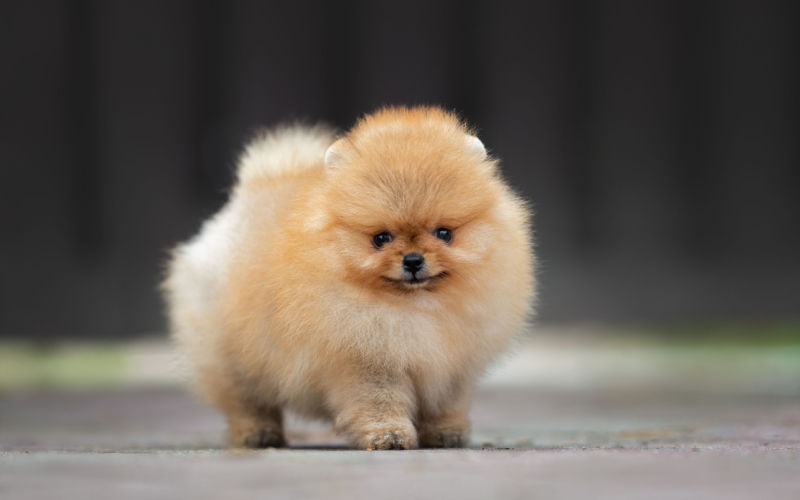 Pommerse puppy schattigste hondenrassen