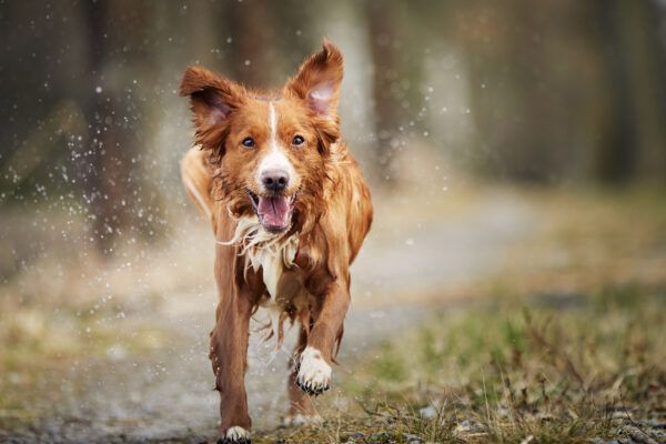 Vooraanzicht van snel rennende gelukkige hond