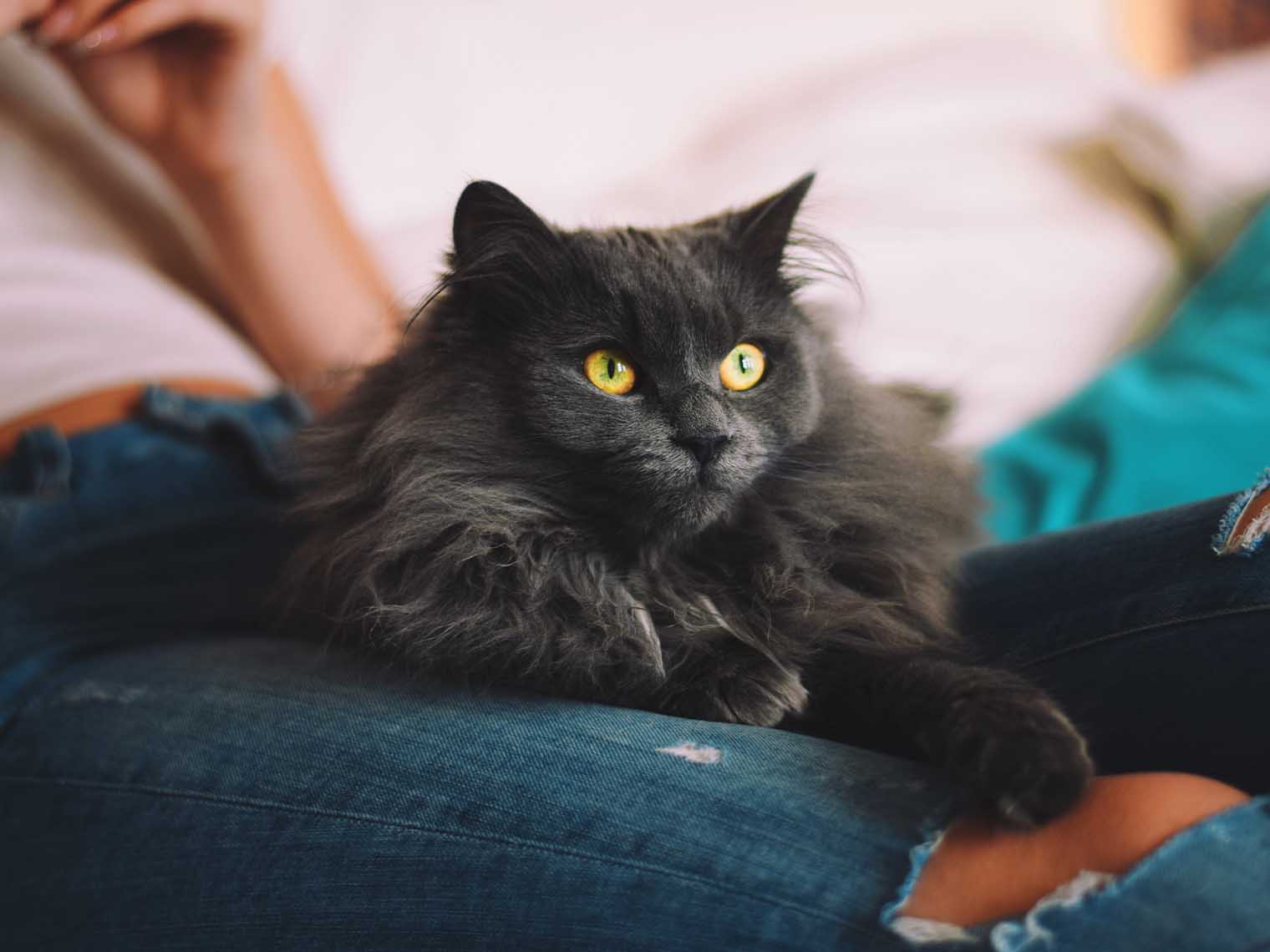 donkergrijze en zwarte kat, ras Chantilly-Tiffany