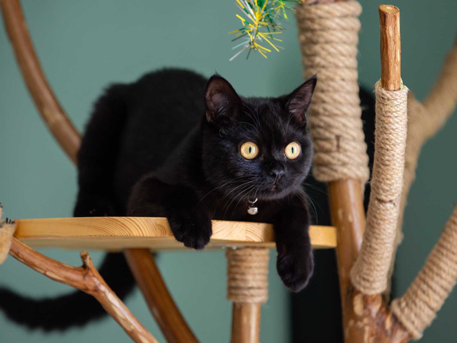 massief zwart kattenras - Brits korthaar op houten krabpaal