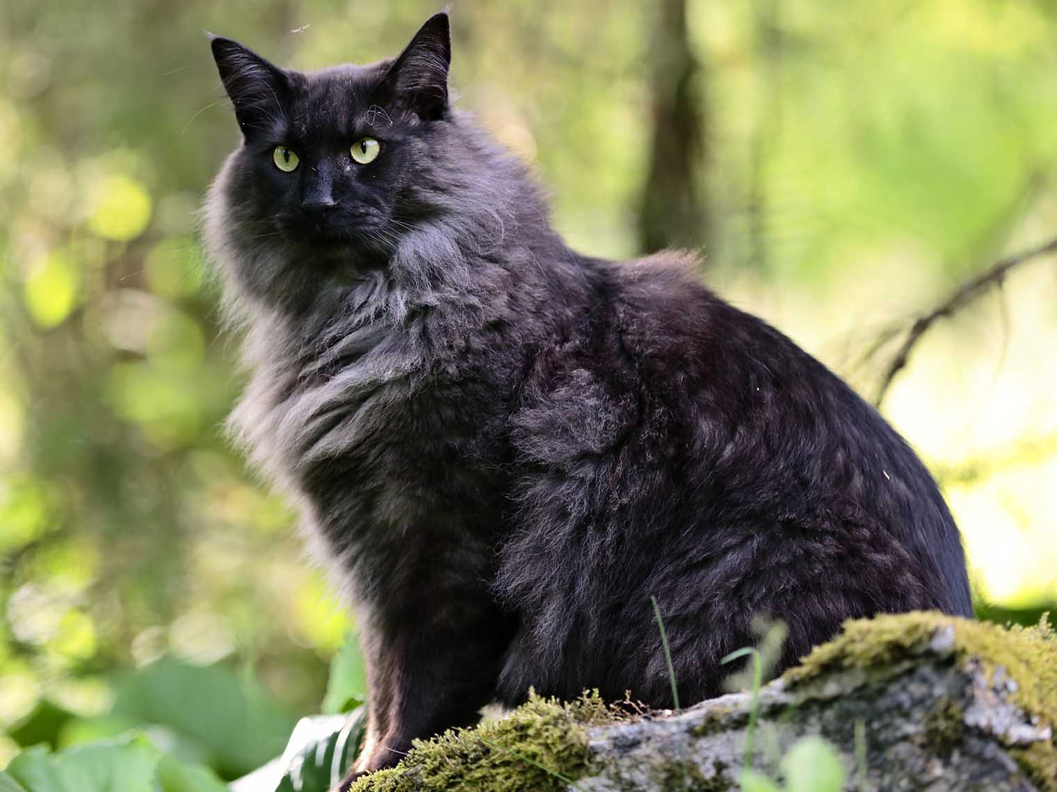 zwarte kattenras Noorse boskat op rotsblok