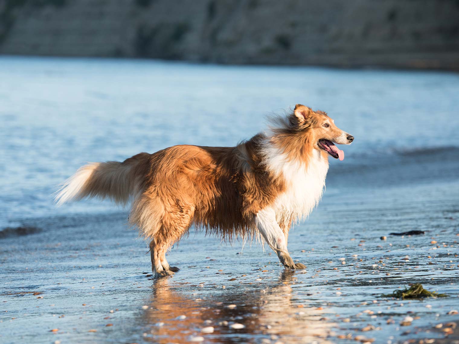 grote Collie hond op het strand