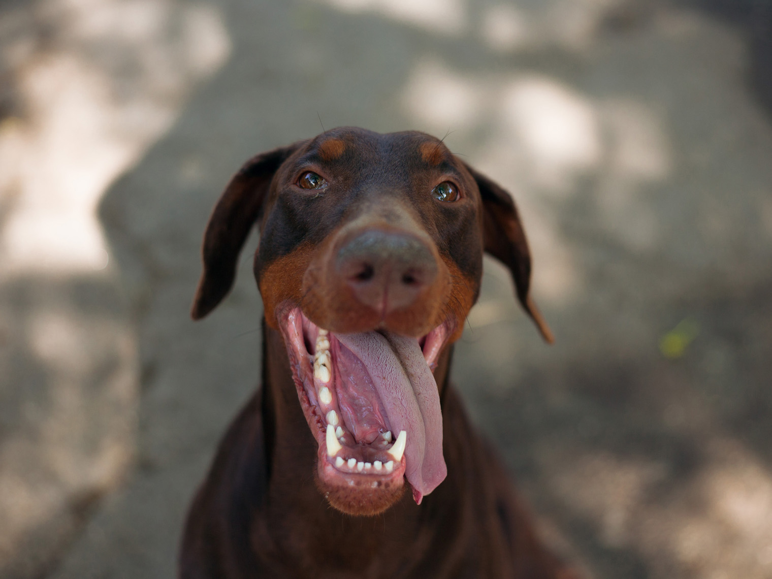 grote bruine dobermann hond