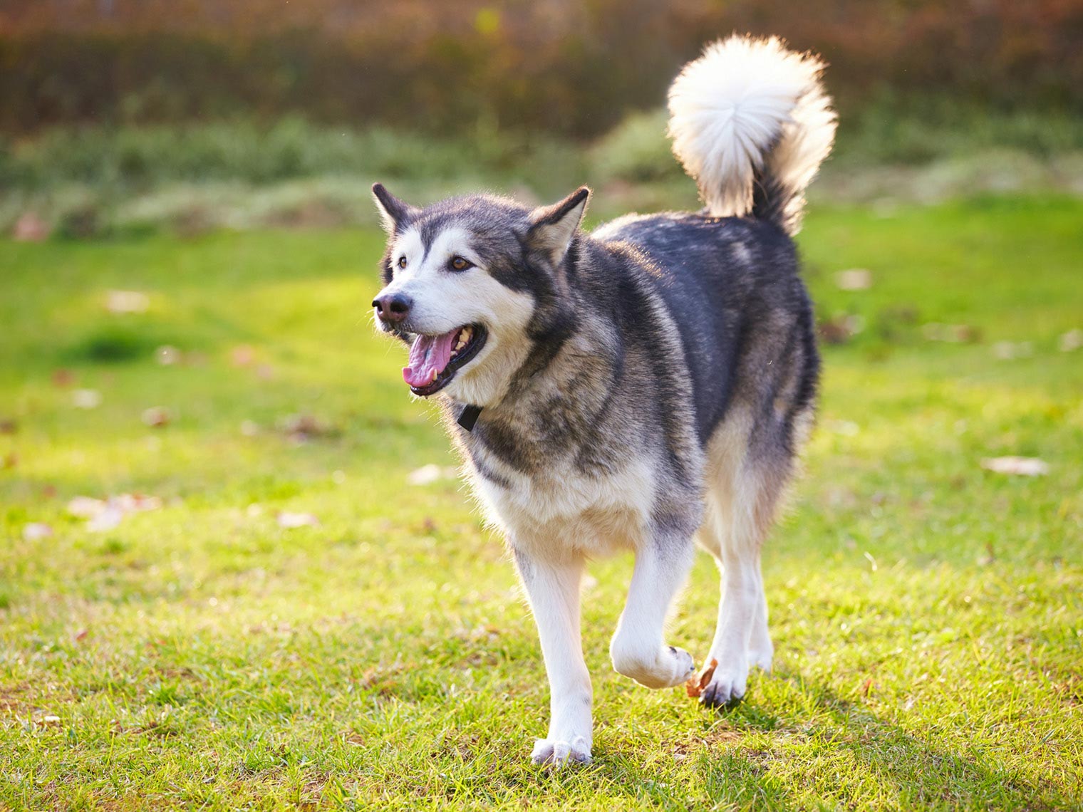 Grote Alaska Malamute Hond loopt op gras