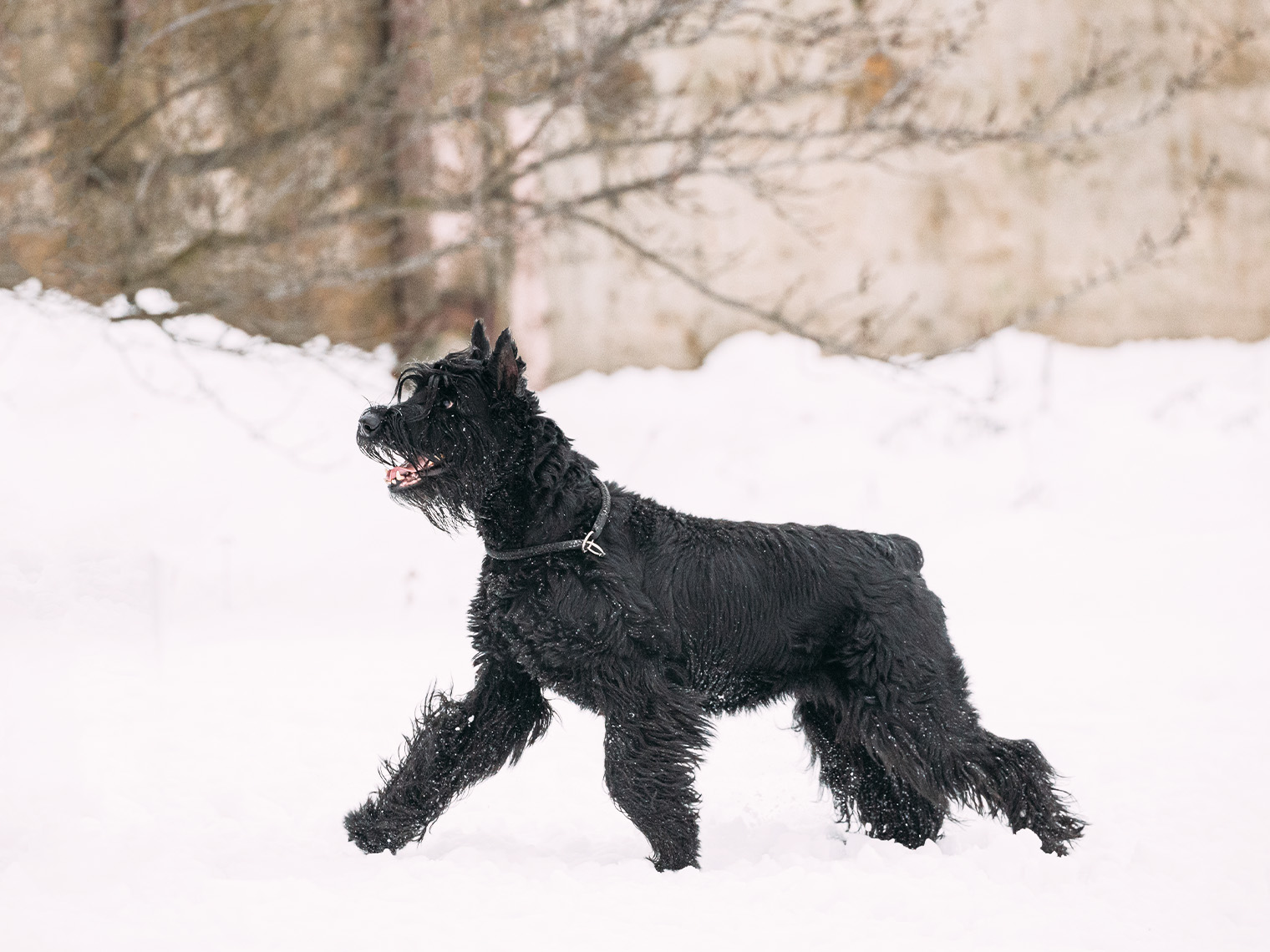 Grote zwarte Schnauzer hond rennen in de sneeuw