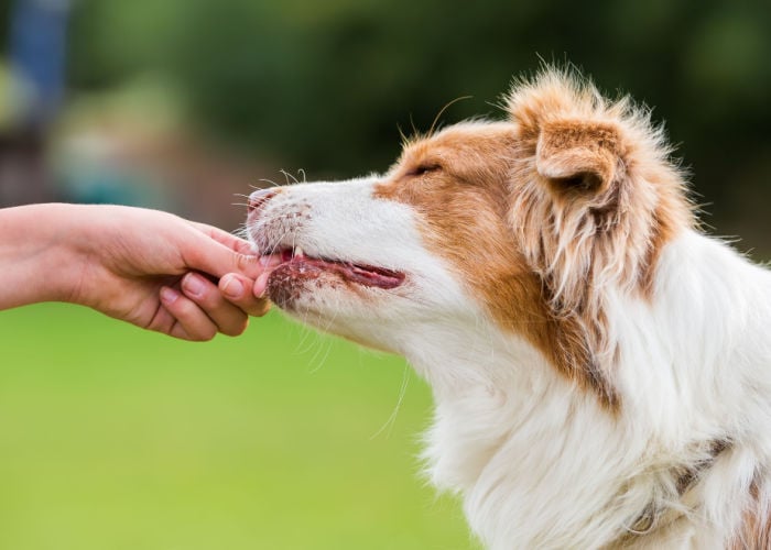 Fouten die hondenbezitters maken door voedsel of traktaties aan andere honden te geven