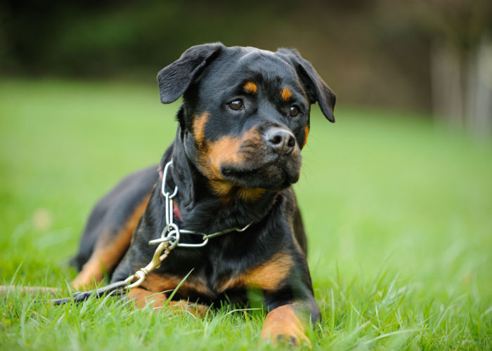 Fouten die hondenbezitters maken in hondenparken prikken halsbanden op honden in niet-aangelijnd gebied