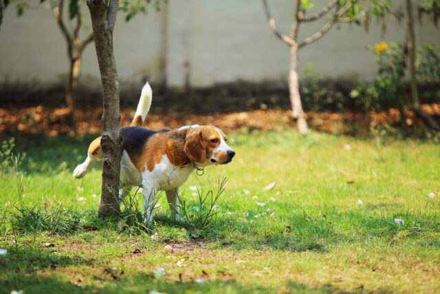 Beagle plast op boom