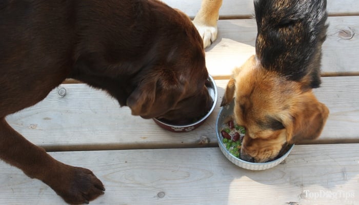 twee honden die zelfgemaakt graanvrij hondenvoer eten recept