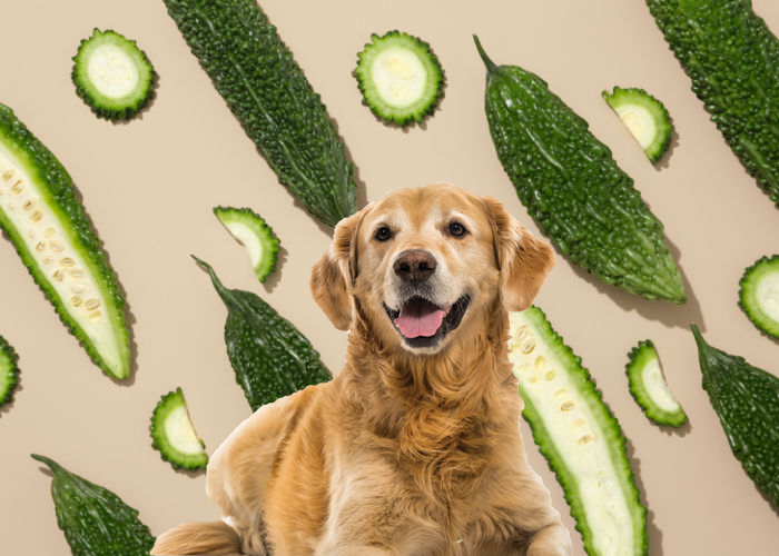 kunnen honden bittere kalebassen eten hoeveel moeten honden krijgen