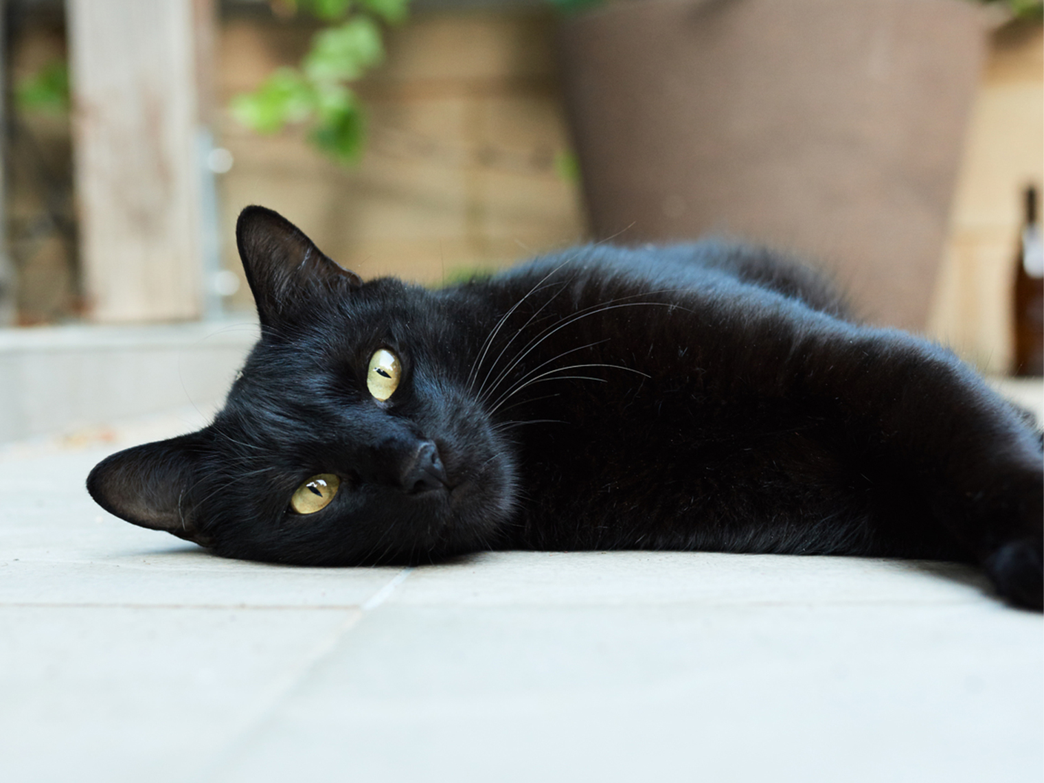 zwarte kat met gele ogen die op hun zij liggen