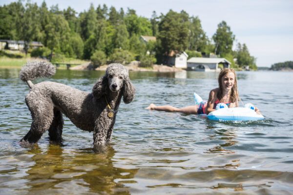 Glimlachend meisje in meer met hond