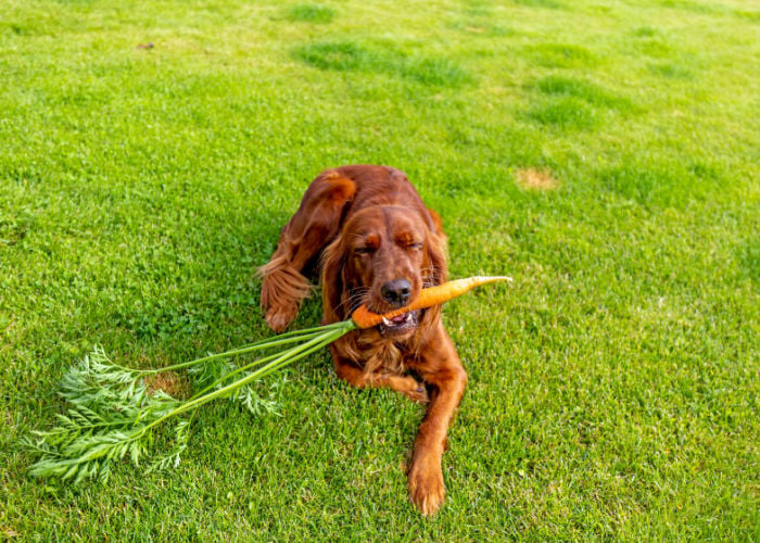 Kunnen honden rauwe wortels eten