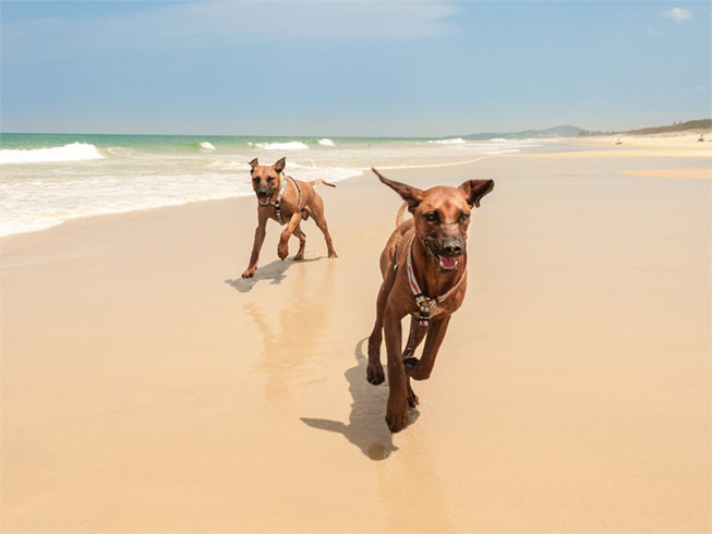 twee Rhodesische Ridegeback-honden die op het strand rennen