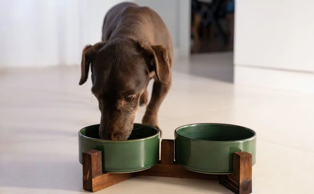 Teckel drinkt water uit een morsbestendige hondenbak