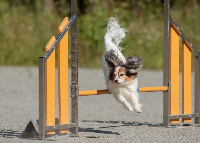 behendigheid hondenparken in de VS 