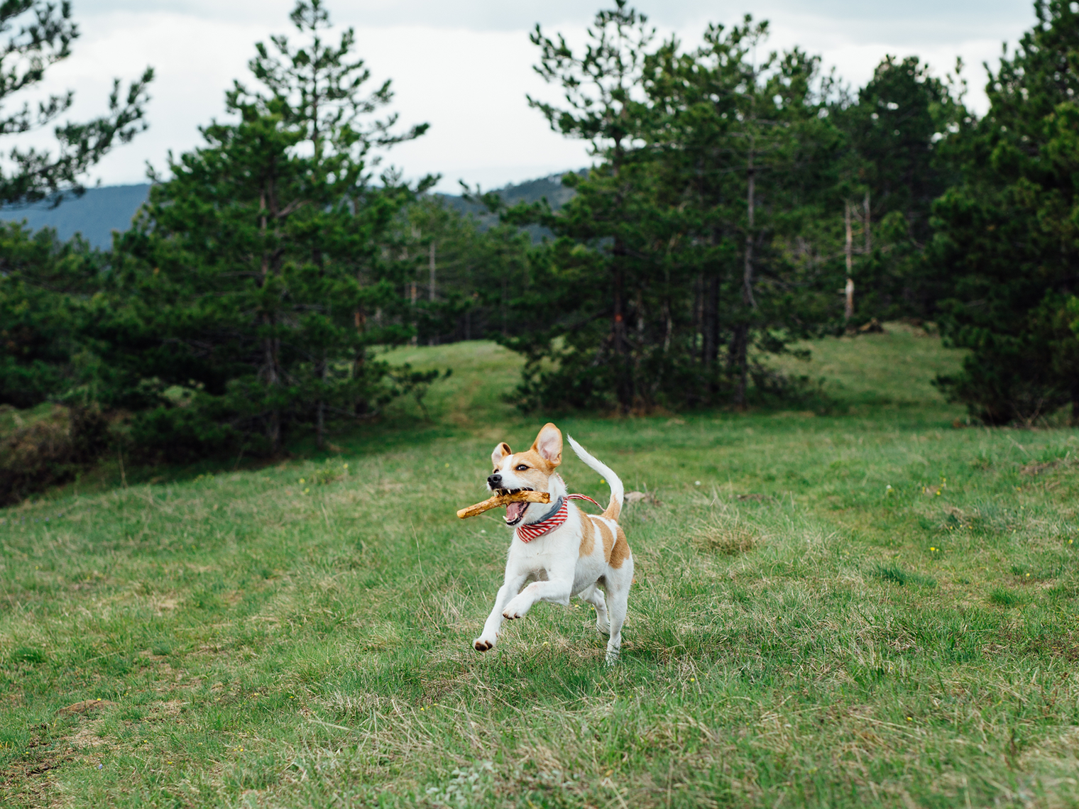 Running Jack Russell Terrier draagt stok