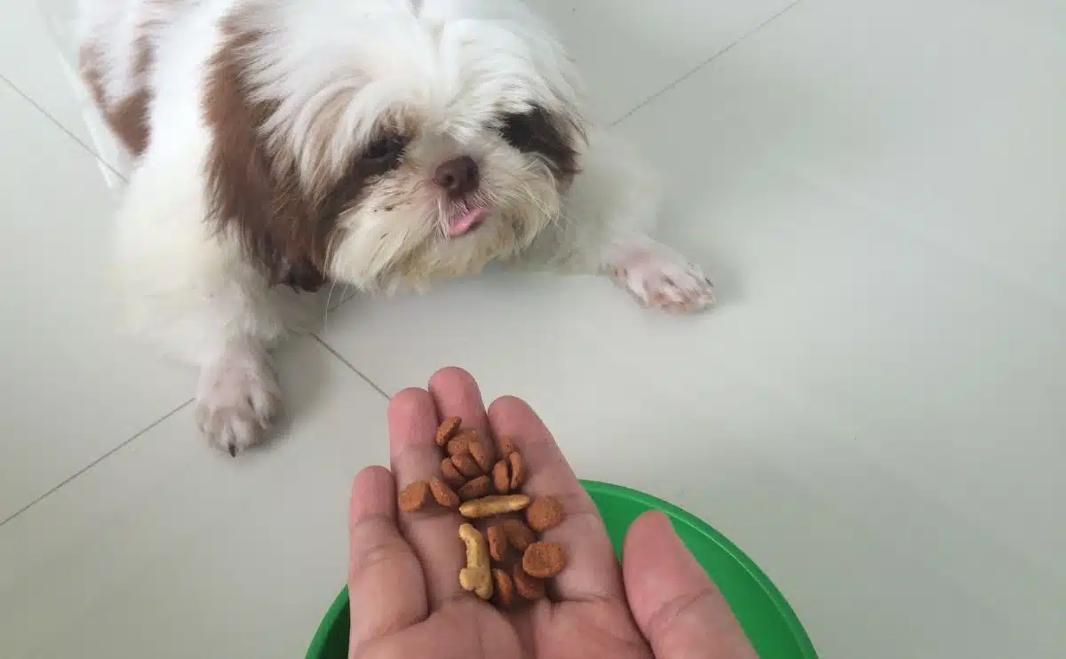 Shih Tzu hond kijkt omhoog naar een hand die voedsel vasthoudt