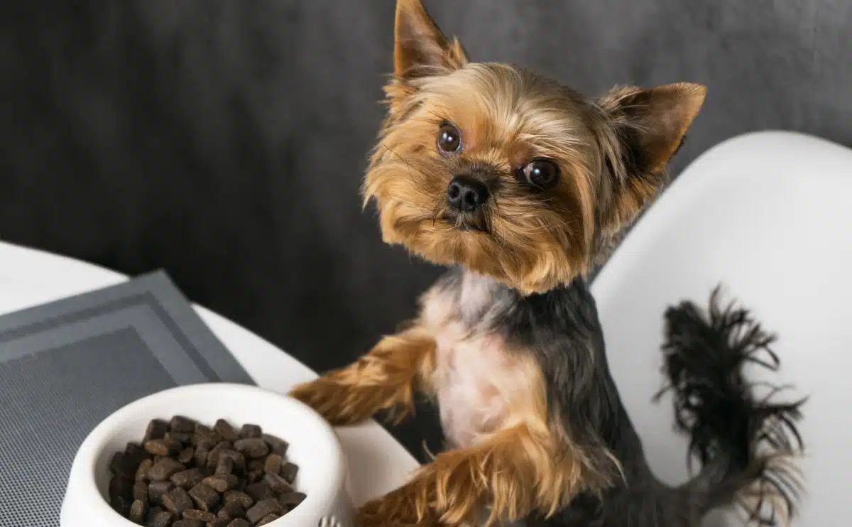 Yorkie hond die brokjes uit een hondenbak eet terwijl hij aan de eettafel zit met poten op tafel omhoog kijkend